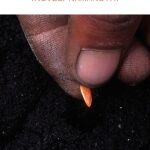 Zibanjwa Zisemaphuphu: Grade 8: Novel and study notes