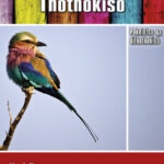 Melodi ya Thothokiso